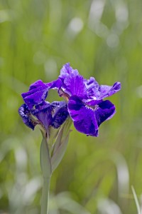 purple-flowers_GJYOOPKd